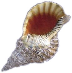 Okinawa O.C.E.A.N. shell logo
